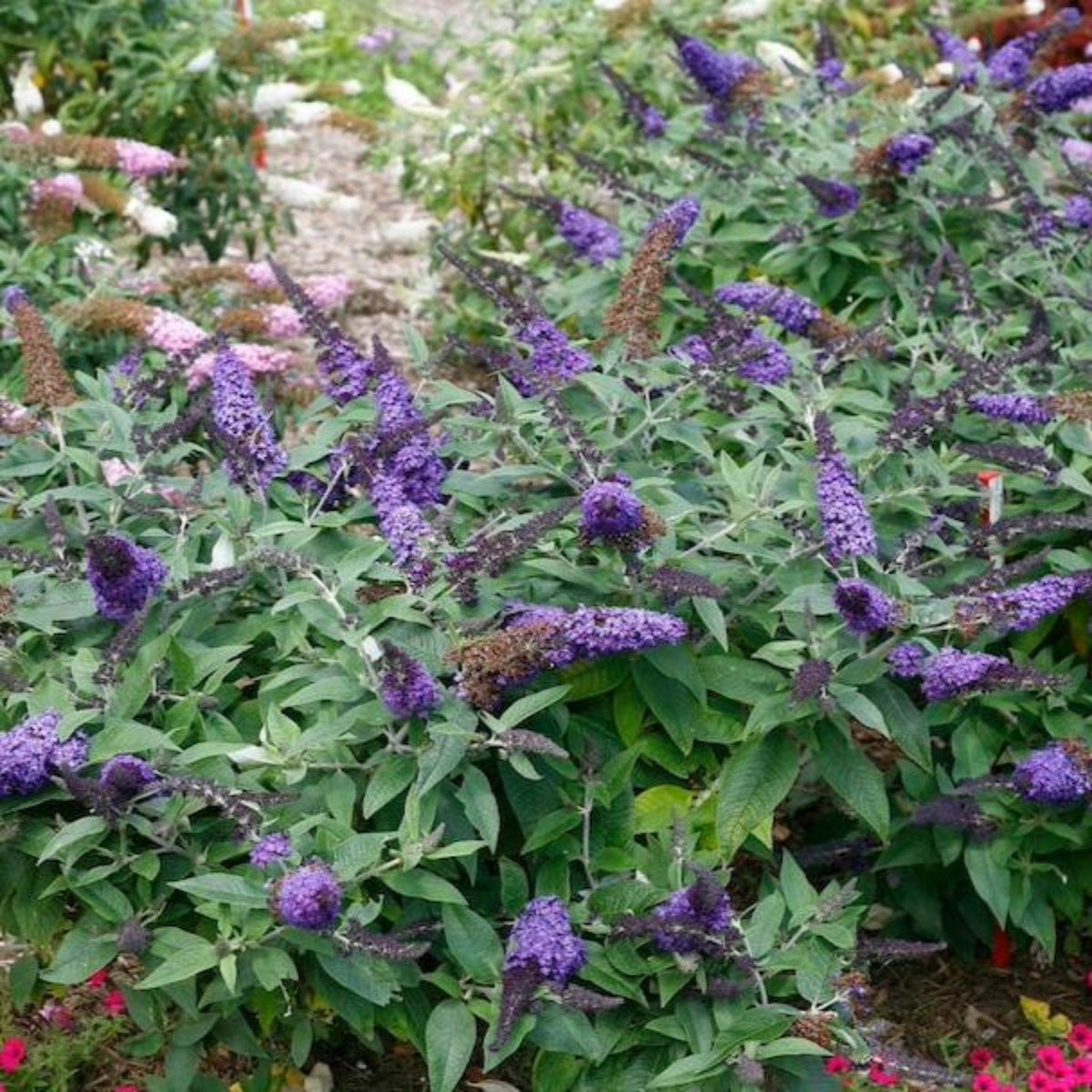 Full Pugster Blue Butterfly Bush in a garden, showcasing compact growth and multiple blooms.