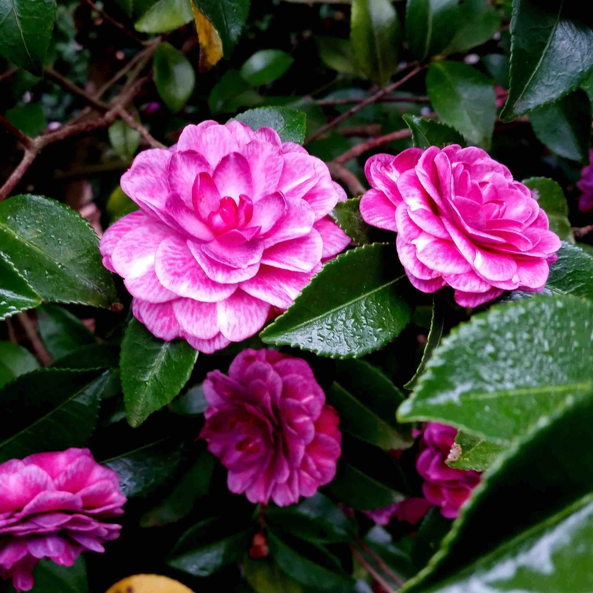 Purple Haze Camellia – Evergreen Shrub with Stunning Purple Blooms