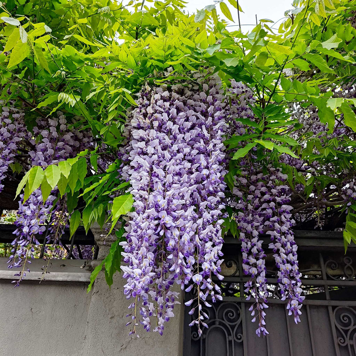 Purple Wisteria - NationwidePlants.com  