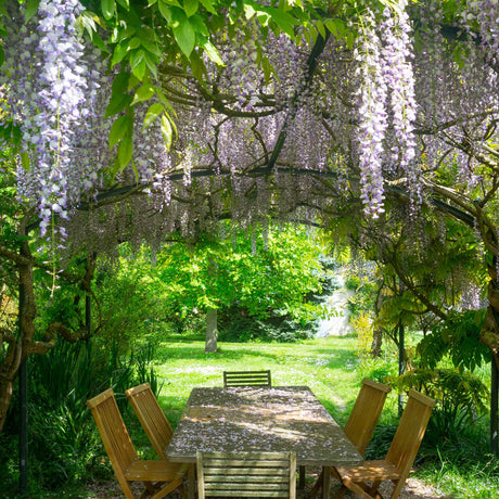 Purple Wisteria - NationwidePlants.com  