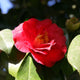 Close up of the RL Wheeler Camellia Bloom in dark shadows, with its glossy green foliage brightened by sun coming through.