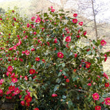 Unmanicured RL Wheeler camellia mature with natural variegation.