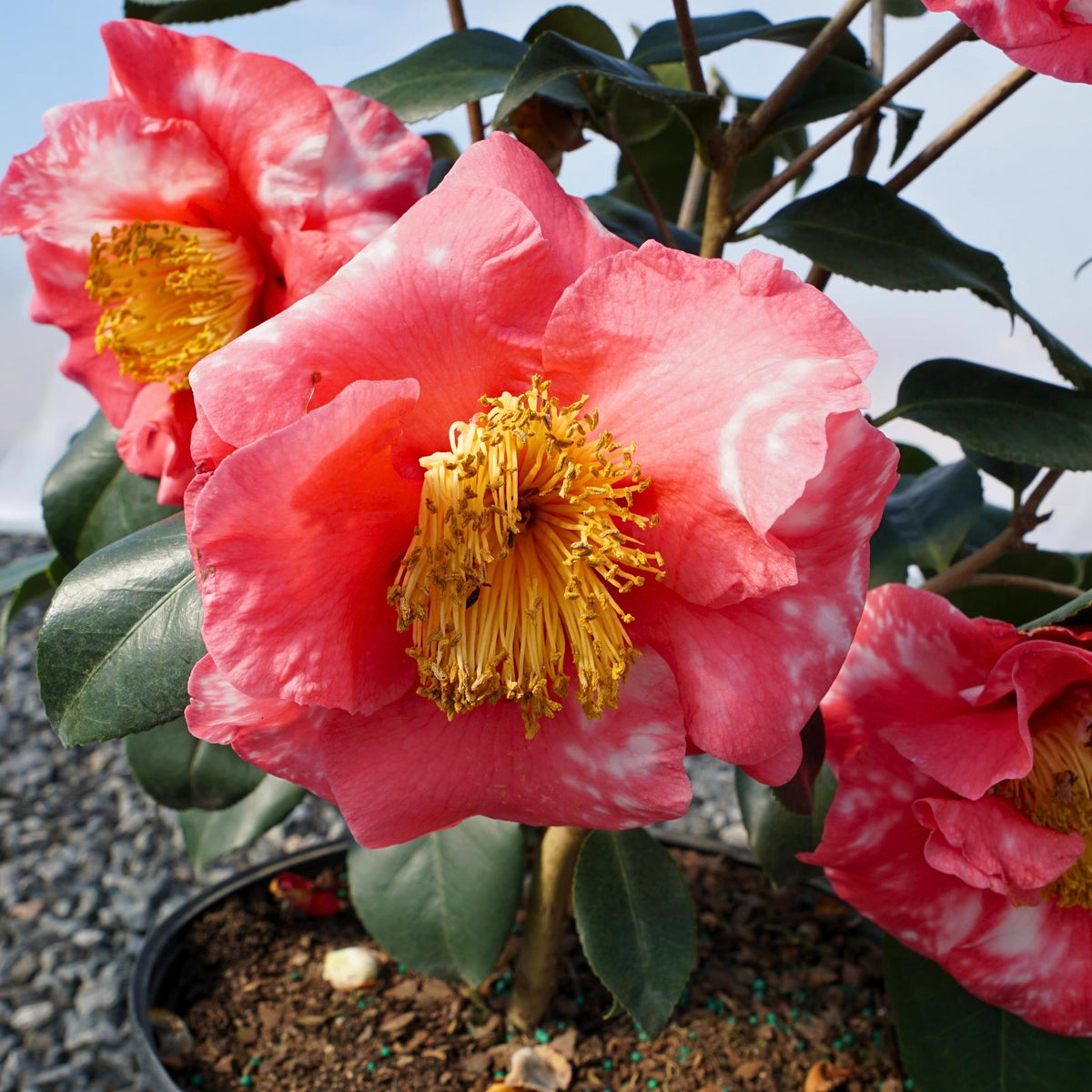 RL Wheeler camellia in a black nursery pot with red flowers and glossy green leaves.