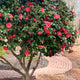 R.L. Wheeler Camellia tree covered in reddish-pink blooms, with dark green foliage and a curved brick pathway.