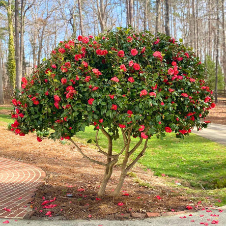 Full view of an R.L. Wheeler Camellia tree with vibrant reddish-pink flowers in a landscaped yard.