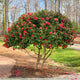 Full view of an R.L. Wheeler Camellia tree with vibrant reddish-pink flowers in a landscaped yard.