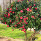 Side view of an R.L. Wheeler Camellia tree with lush reddish-pink blooms and glossy green leaves.