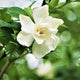 A close-up of a single creamy white gardenia flower with glossy green leaves.