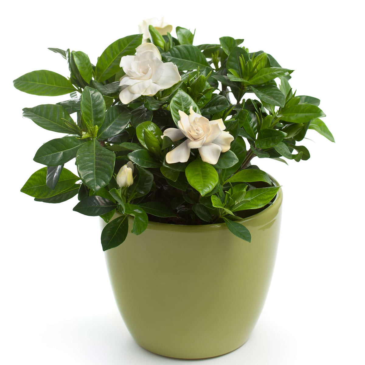 A compact Radicans Gardenia plant with white blooms in a light green pot.