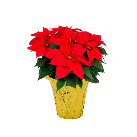 Holiday Poinsettia - NationwidePlants.com  