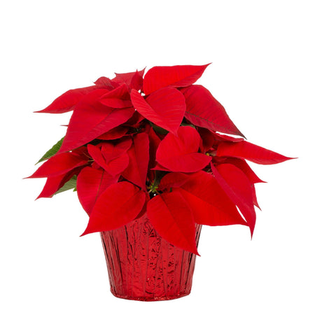 Holiday Poinsettia - NationwidePlants.com  