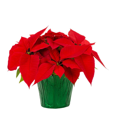 Holiday Poinsettia - NationwidePlants.com  