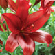 Close-up of a deep red Asiatic lily in full bloom with smooth, slightly curved petals and dark stamens.