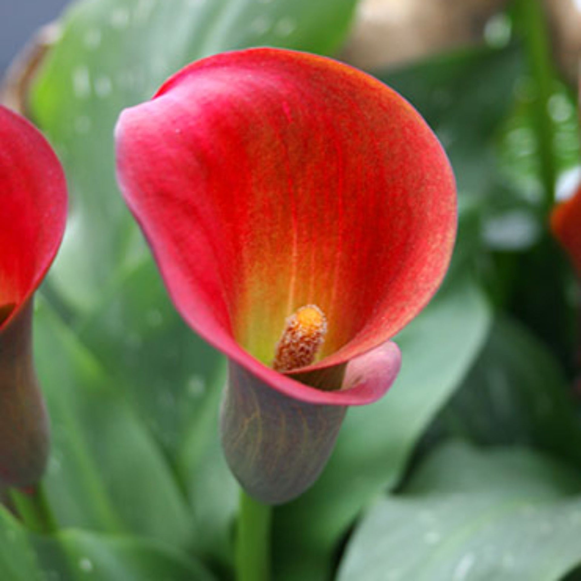 red calla lily plant care Red Alert Calla Lily Bulbs