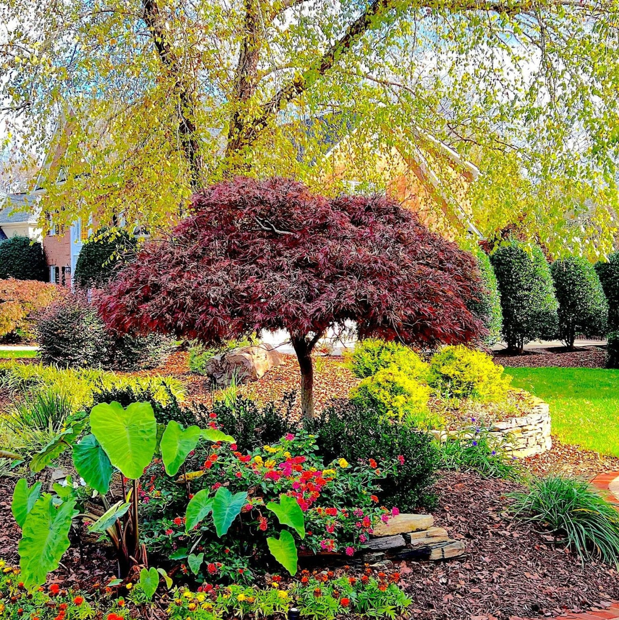 Red Dragon Japanese Maple Tree in a vibrant residential landscape. Its deep red tones add texture and beauty to the mulch area, with many other bright plants growing closer to the ground for dimension.