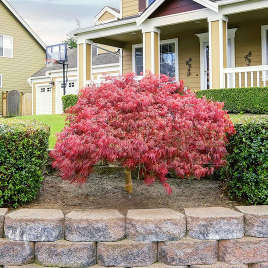 A vibrant Red Dragon Japanese Maple tree with delicate, feathery red leaves stands in a landscaped front yard. The tree is surrounded by neatly trimmed green hedges and sits on a mulched bed, bordered by a stone retaining wall. A modern suburban house with a porch and beige siding is visible in the background.