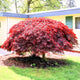 Red Dragon Japanese Maple Tree with bright foliage in front of a house