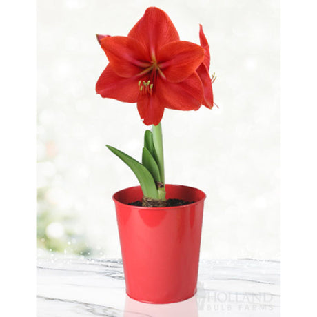 Red Lion Amaryllis with a beautiful red flower growing from a bulb in a small red pot, conveying Christmas colors with the green stem and leaves and lots of white in the background.