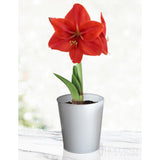 This red lion amaryllis is growing with red petals that are wide and surround the center of the flower like a lion's mane. the pot is a whitish silver color and it contrasts with the green and red in the flower giving a winter holiday appearance.