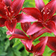 Close-up of deep red Asiatic lilies with dark speckles, set against green foliage.
