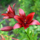 Asiatic ‘Red Velvet’ lily with rich red petals and dark stamens, set against green foliage.
