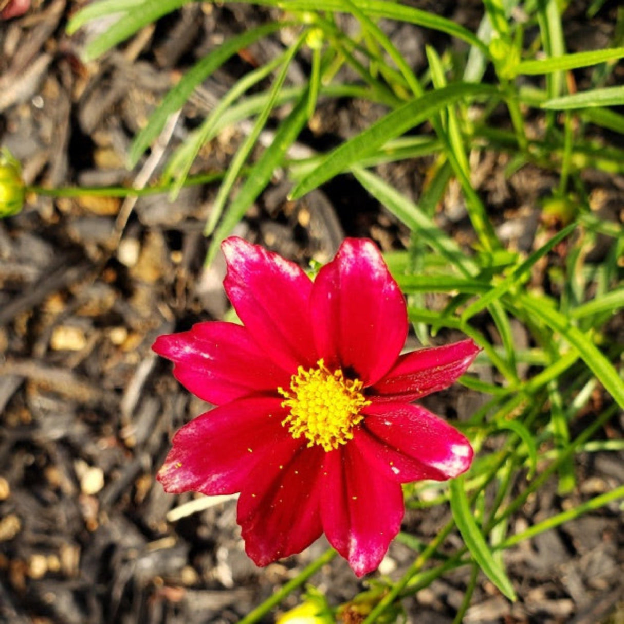 Red elf coreopsis flower growing in a mulch be.