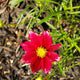Red elf coreopsis flower growing in a mulch be.