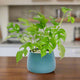 Rhaphidophora Tetrasperma "Mini Monstera" houseplant in blue planter on wooden table with blurred kitchen in background