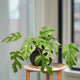 Rhaphidophora Tetrasperma "Mini Monstera" houseplant in black planter on stool by apartment window