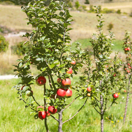 Row of small royal gala apple trees growing in a rural yard with ripe fruit on the trees