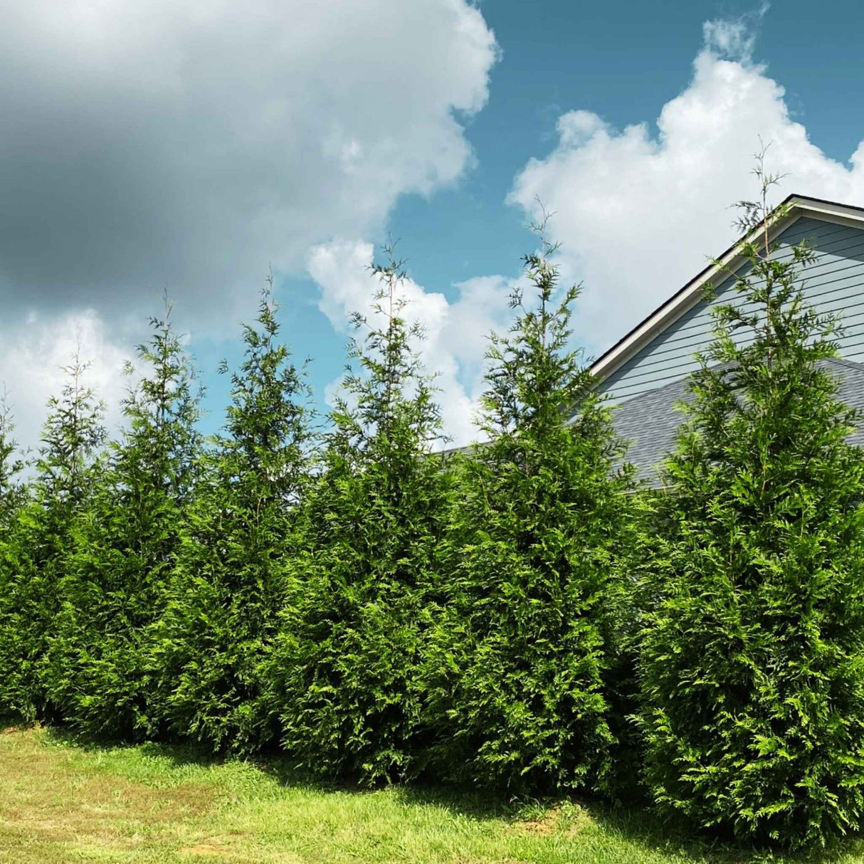 Row of young thuja trees planted close together with a neighboring home barely in view behind them.