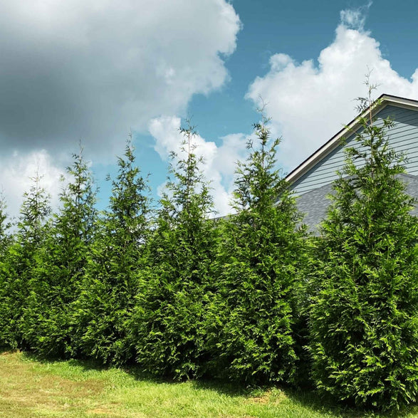 Thuja Green Giant - Fastest Growing Evergreen Privacy Tree