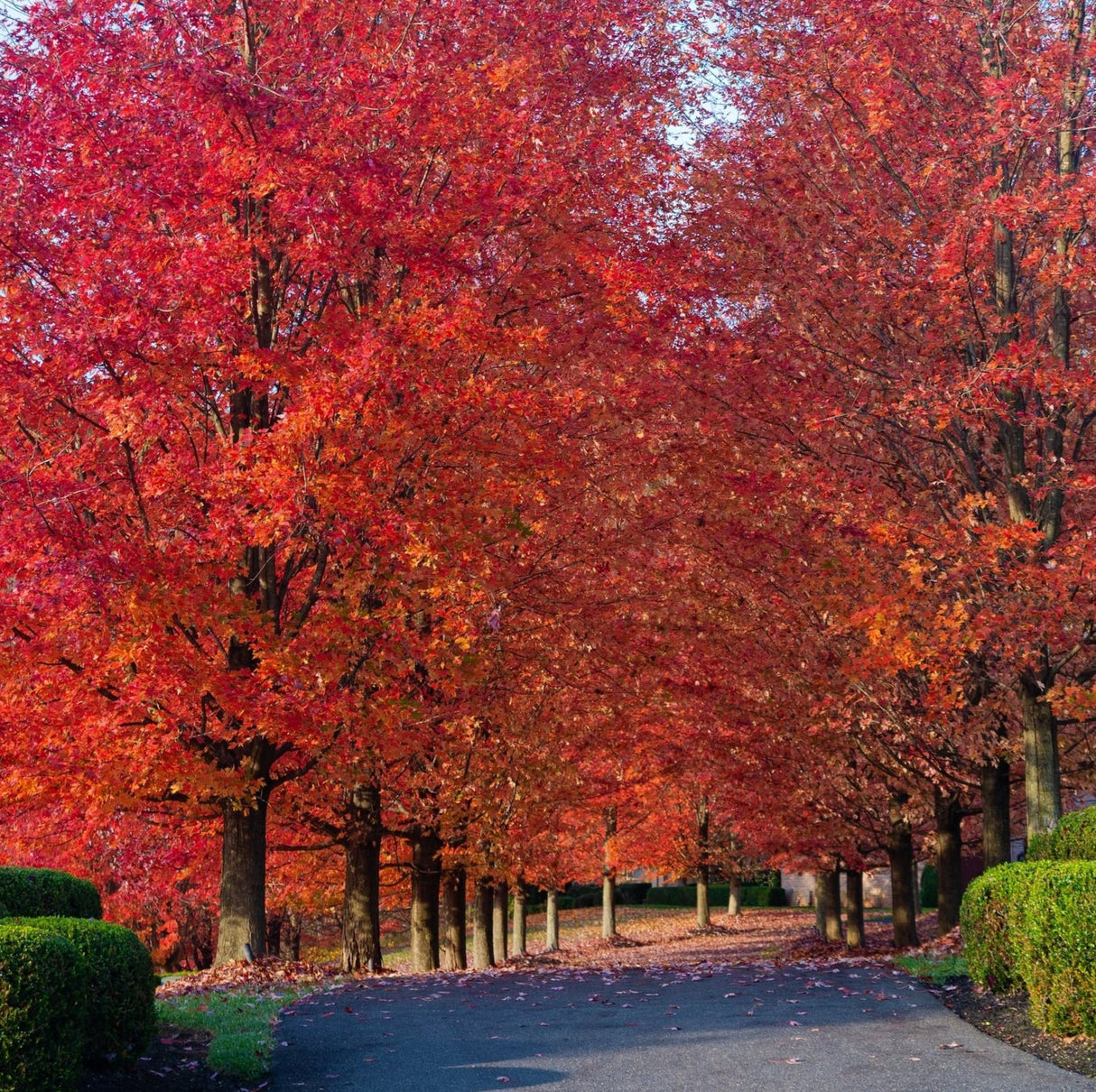 Rows of beautiful autumn blaze maple trees lining a road adding vibrance to the landscape