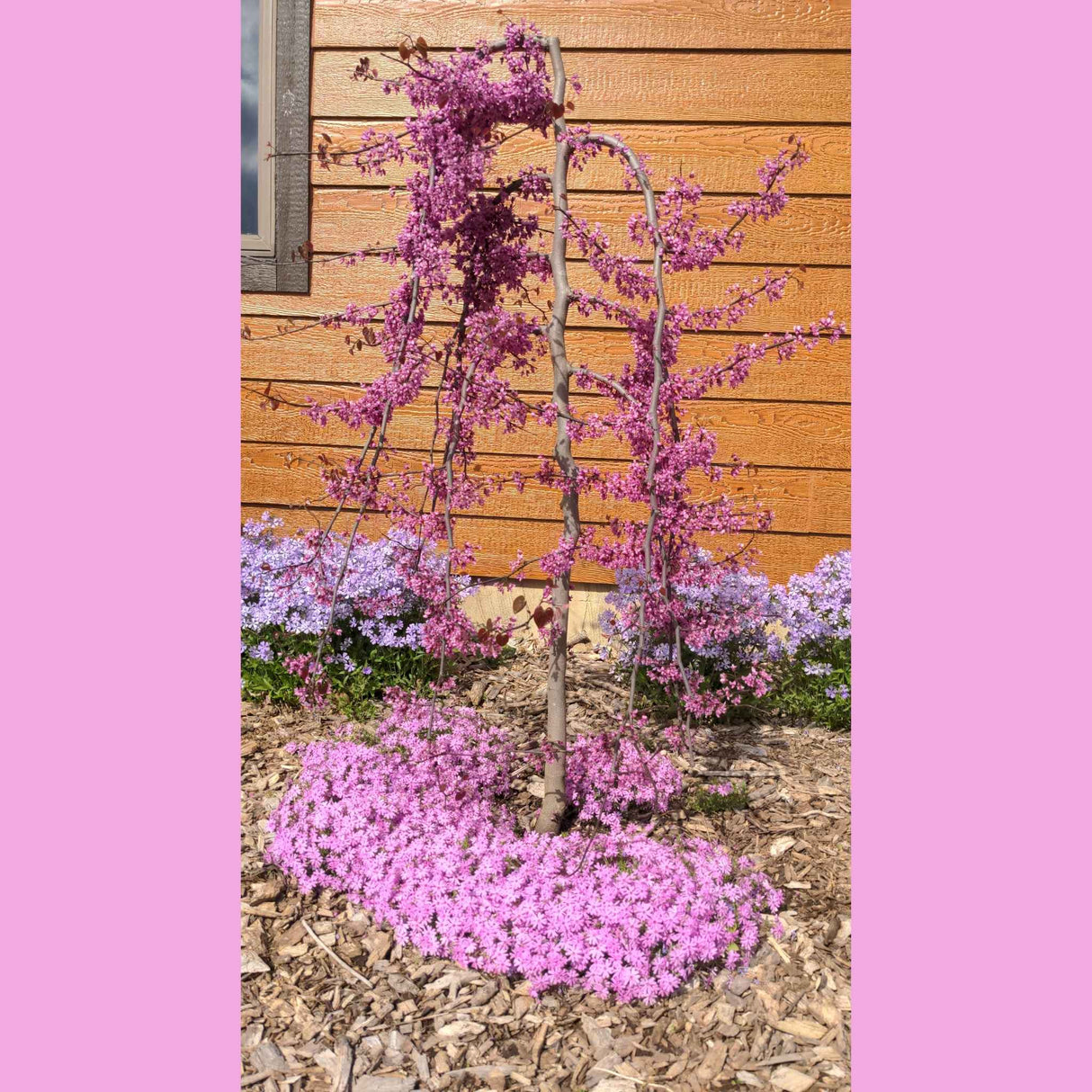 lavender weeping redbud tree Ruby Falls Weeping Redbud Tree
