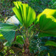ruffled fan palm tree against blurred jungle background