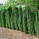 Row of Sky Pencil Holly shrubs used as a hedge in a landscaped garden.