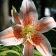 Close-up of an Oriental Lily 'Salmon Party' flower with white petals, reddish freckles, and yellow/orange stamens.