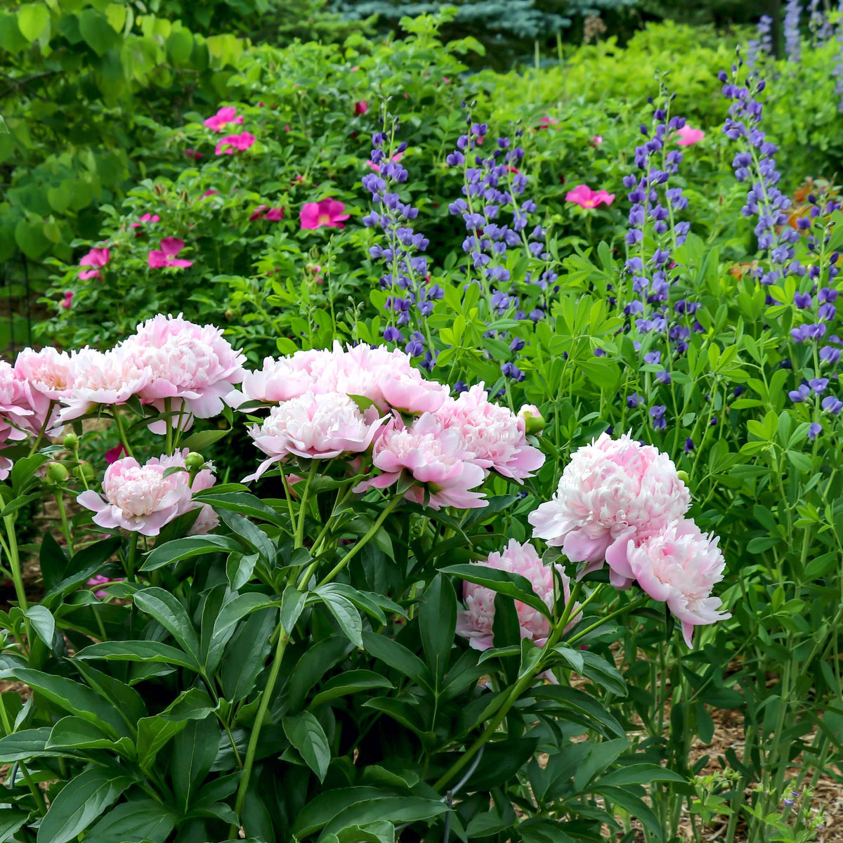 Sarah Bernhardt peonies with soft pink blooms in a garden with purple and pink flowers.