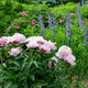 Sarah Bernhardt peonies with soft pink blooms in a garden with purple and pink flowers.