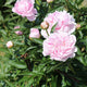 Close-up of Sarah Bernhardt peonies, some just budding and others in full bloom showcasing delicate pink petals and rich green leaves.