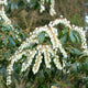 Close-up of Scarlet O'Hara Pieris with cascading white bell-shaped flowers and dark green leaves.
