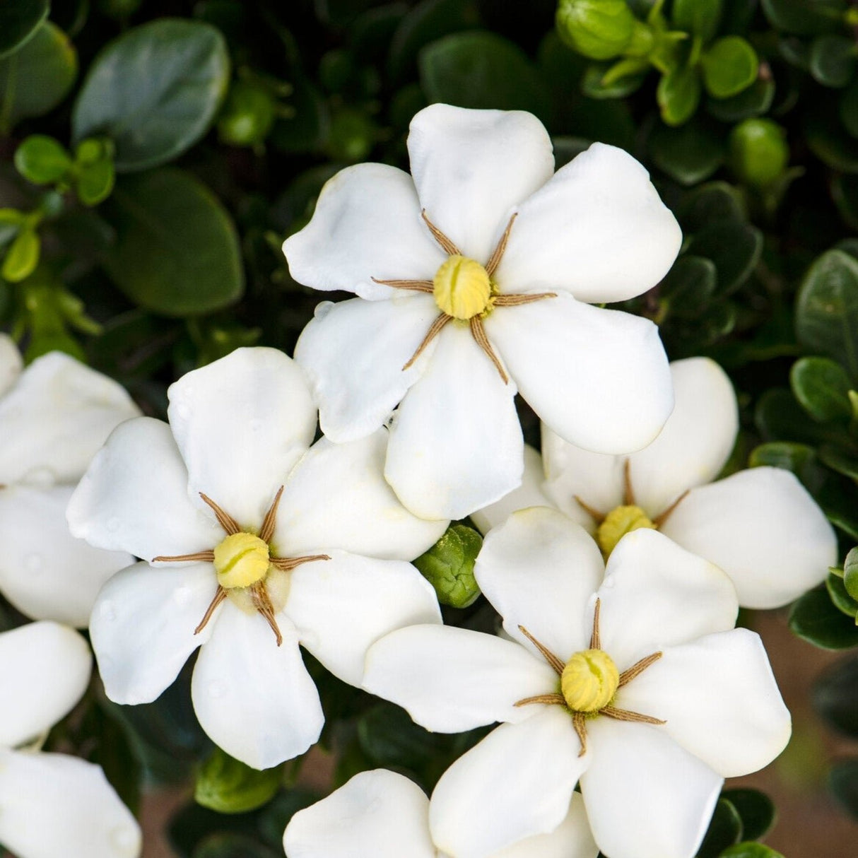 ScentAmazing® Gardenia - NationwidePlants.com  