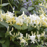 Delicate flowers of the yellow and white scentsation honey suckle vine, showing a small section of the honeysuckle and its foliage.