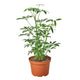 Schefflera Arboricola, dwarf umbrella tree in a nursery planter on white background