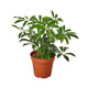 Schefflera Arboricola, dwarf umbrella tree in 6 inch nursery planter on white background