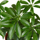 Schefflera Arboricola, dwarf umbrella tree foliage