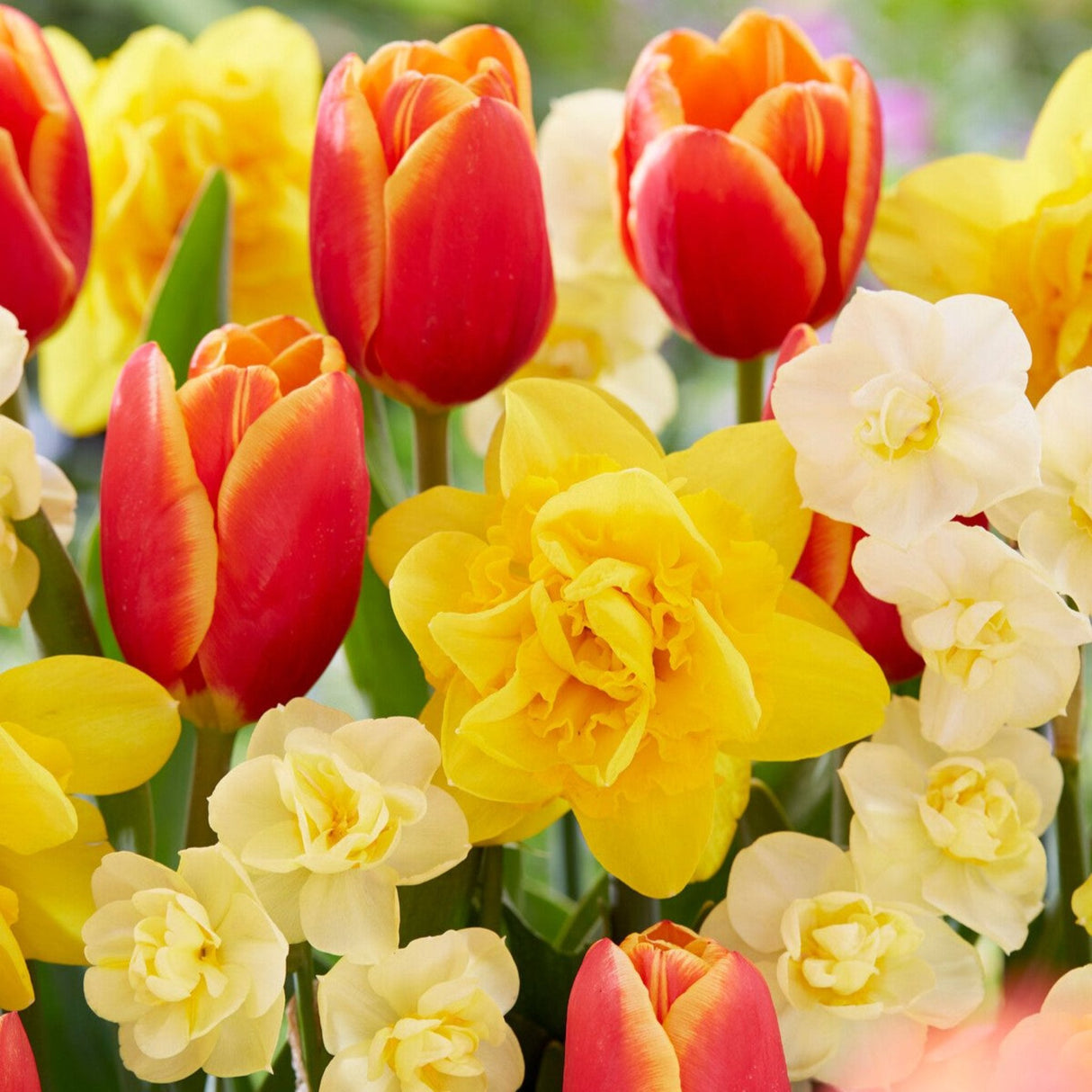 Showstopper Bulb Mix featuring a gorgeous variety of red and yellow blooms grown from flower bulbs.