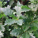 "Skinny Genes" Columnar Oak tree summer foliage, green and glossy mature growth.