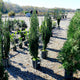 Multiple Sky Pencil Holly plants growing in a nursery field with rows of other shrubs.