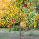 Small fuji apple tree with many ripe fruit growing on the young apple tree